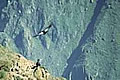 The Flight of the Condor at the Colca Canyon