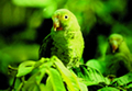 Parrot, Puerto Maldonado Rainforest