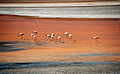 Uyuni Salt Desert, Red Lagoon